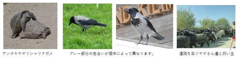 『丁場紀行』トルコ丁場紀行：前編　No．5-2